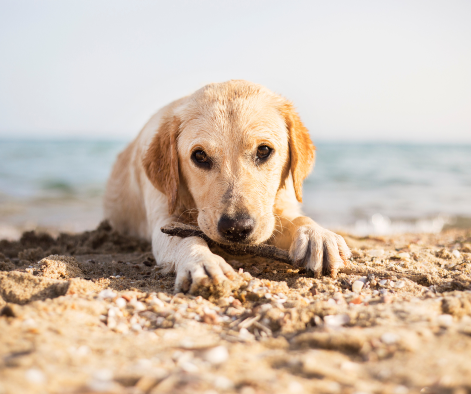 Dog playing at the dog friendly beach