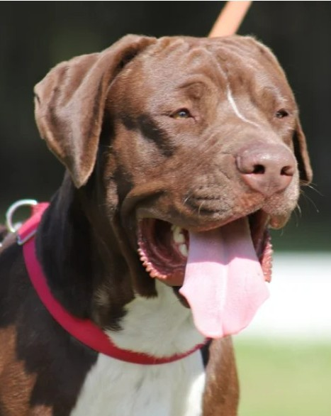 A dog name Benji is looking for a new pet friendly home in Southwest Florida