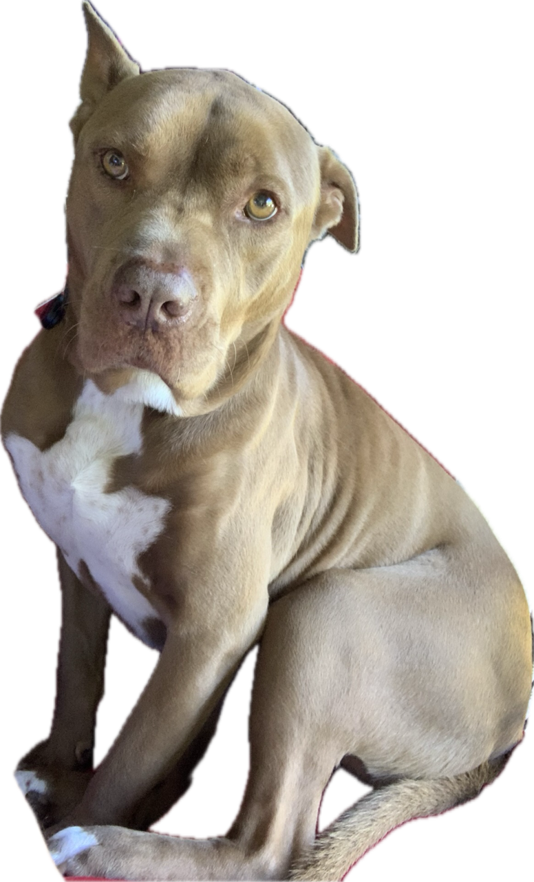 My dog Bucko happy in his pet friendly Southwest Florida home