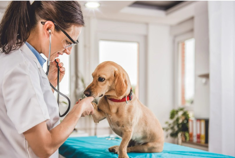 Dog visiting a vet