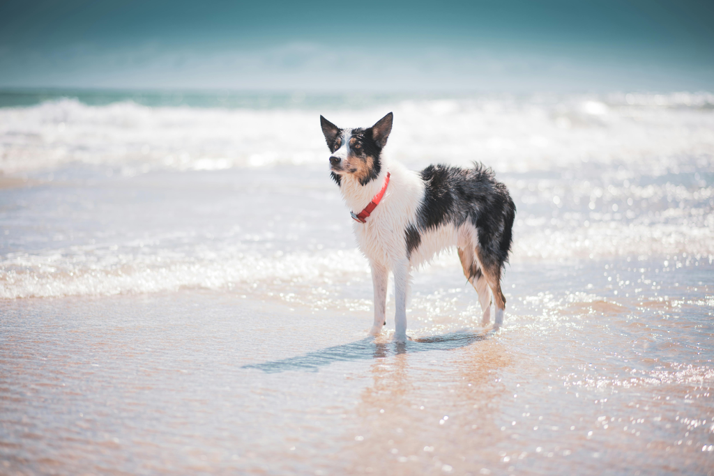Dog playing at the dog beach in Southwest Florida.