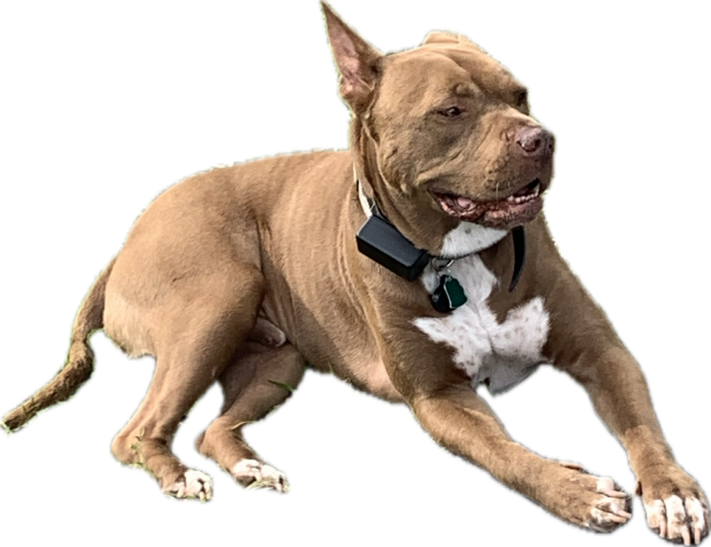 This is Bucko who we adopted from Domestic Animal Services.