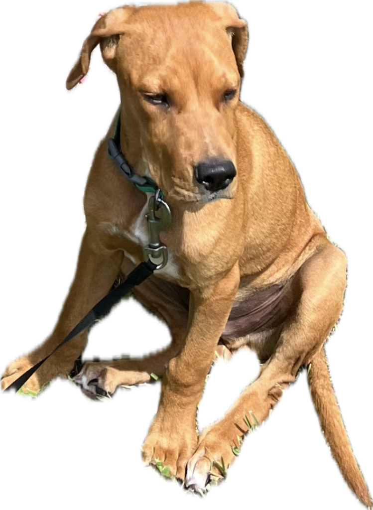 This is Dakota, who we adopted from the wonder shelter called Animal Refuge Center in Fort Myers.