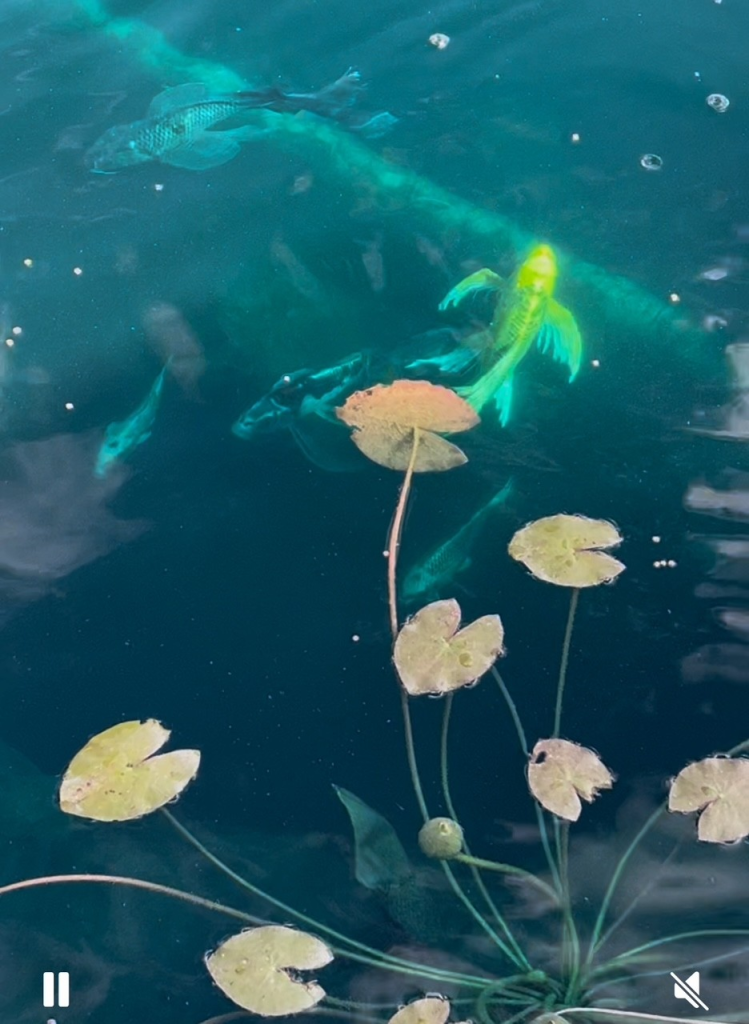 Our Koi Fish in our Koi Fishpond