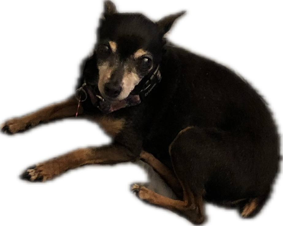 Mama, a sweet old girl who was dropped off on our road in front of our house.