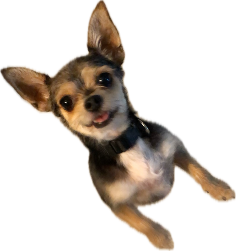 Sammy who was dropped off in the road in front of our house.