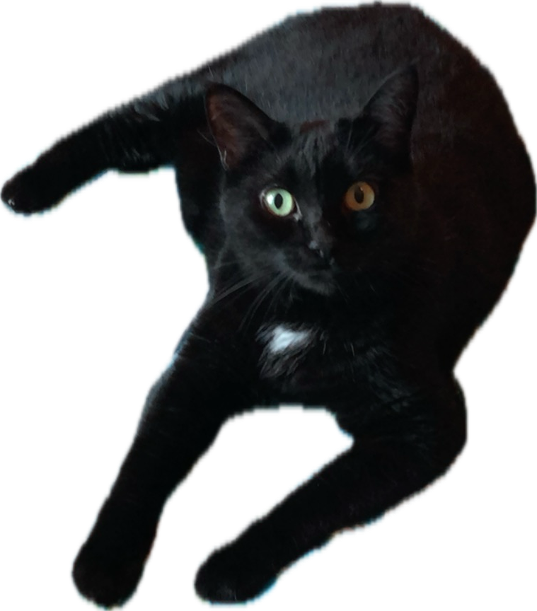 Suki, Sweet and Friendly and now the longest member of our Paws Family.