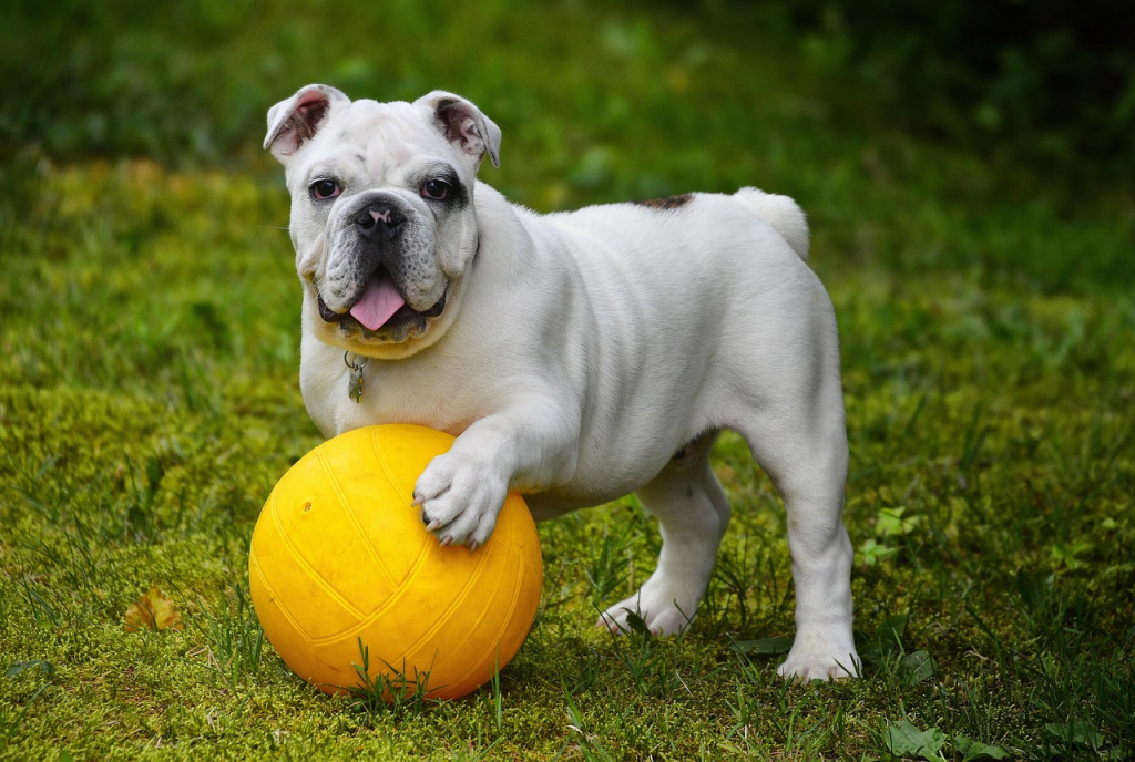 english bulldog, bulldog, ball, dog, pet, white dog, canine, domestic, domestic dog, portrait, nature, dog portrait, mammal, animal