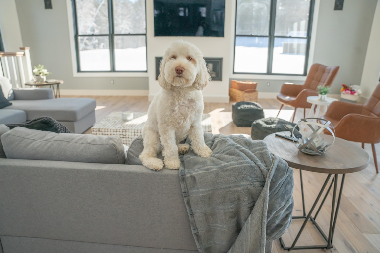 dog, pet, doodle, white dog, living room, animal, home, nature, domestic, cute
