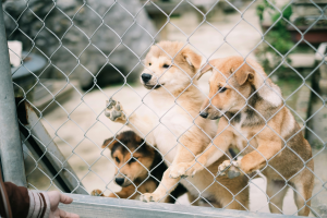 Dogs at a dog shelter waiting for their new home.