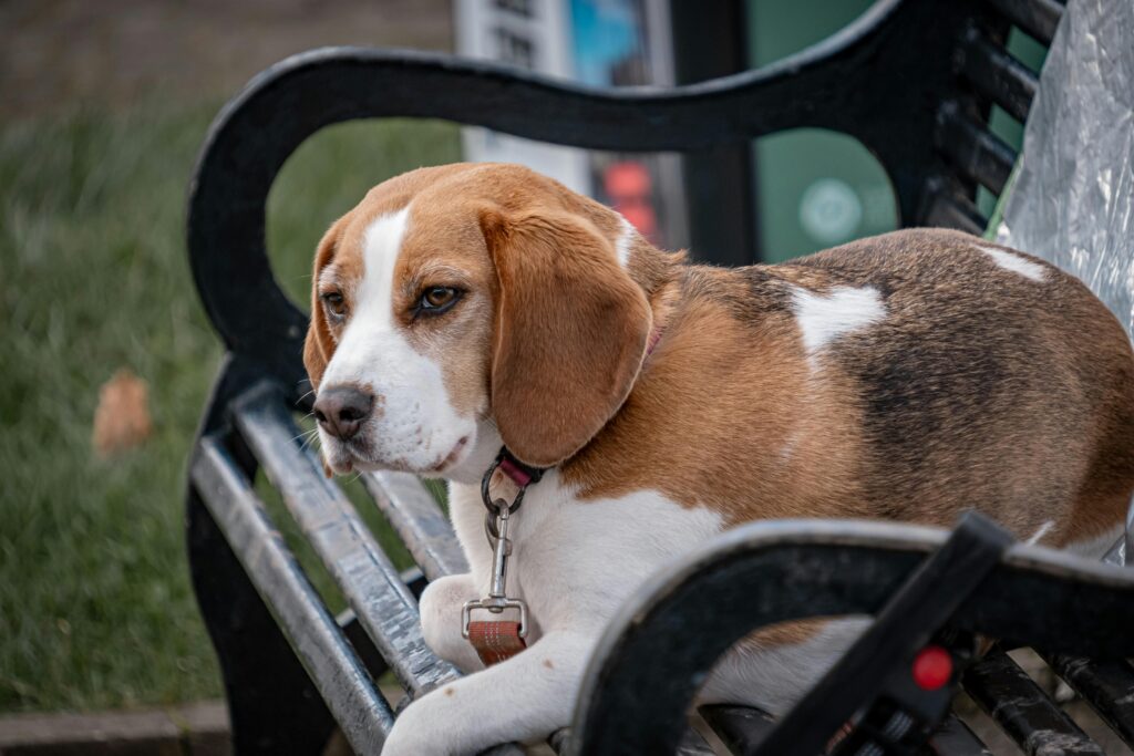 dog sitting off leash at dog park in Southwest Florida