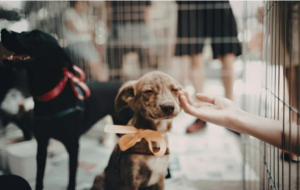 Pet being loved looking for his furever home.