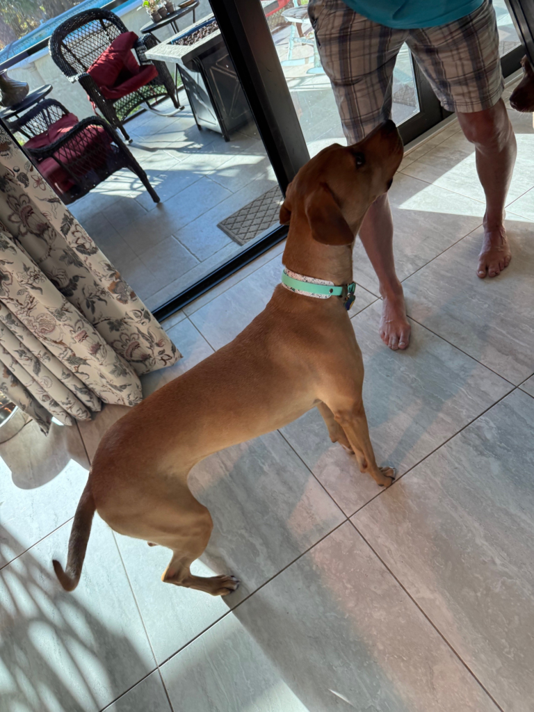 Dakota in his beautiful new collar created by Angie with Wiggle Butt Creations.,