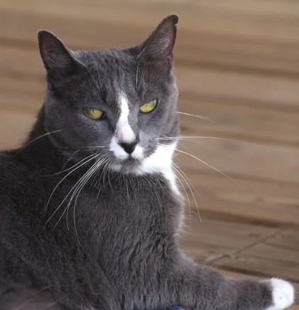 Dancer looking for furever home.