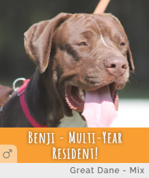 Multi Year Resident Benji at Animal Refuge Center in Fort Myers, Florida.