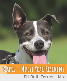 Multi Year Resident Capril at Animal Refuge Center in Fort Myers, Florida.