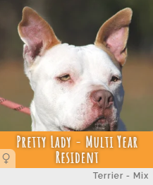 Multi Year Resident Pretty Lady at Animal Refuge Center in Fort Myers, Florida.