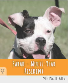 Multi Year Resident Sarah at Animal Refuge Center in Fort Myers, Florida.