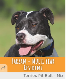 Multi Year Resident Tarzan at Animal Refuge Center in Fort Myers, Florida.