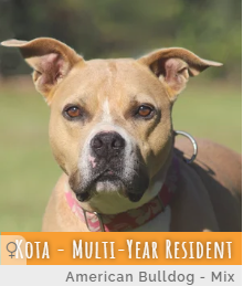Multi Year Resident Kota at Animal Refuge Center in Fort Myers, Florida.