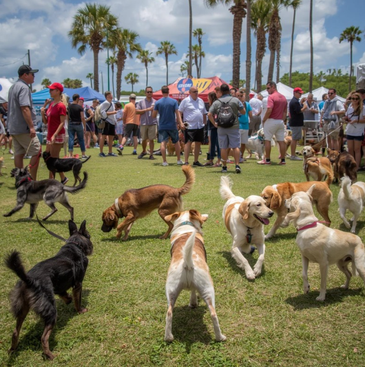 Pet Friendly Events in Southwest Florida