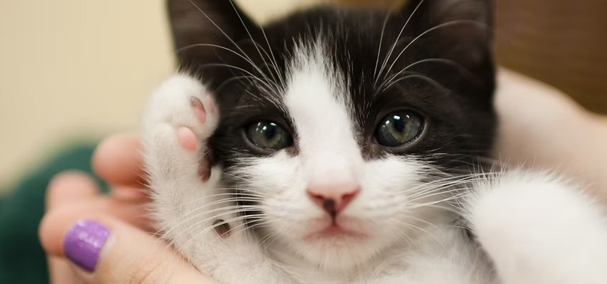 For The Love Of Cats - Saving lives in Naples